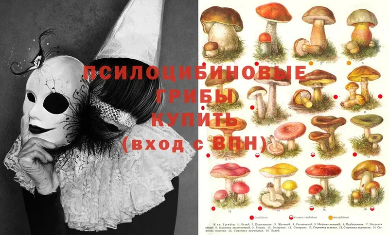 Псилоцибиновые грибы MAGIC MUSHROOMS Новоалтайск